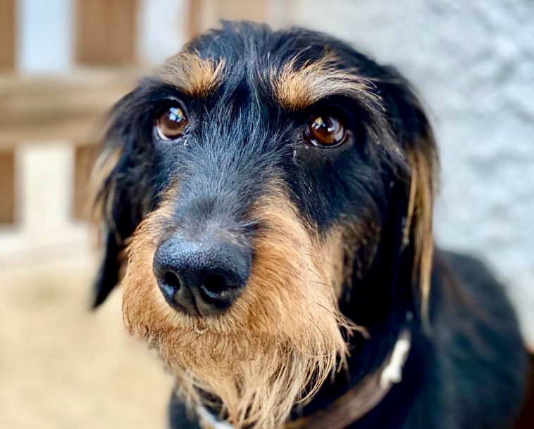 Portrait eines Hundes als Symbol für Urlaub mit Hund und hundefreundliche Reiseplanung