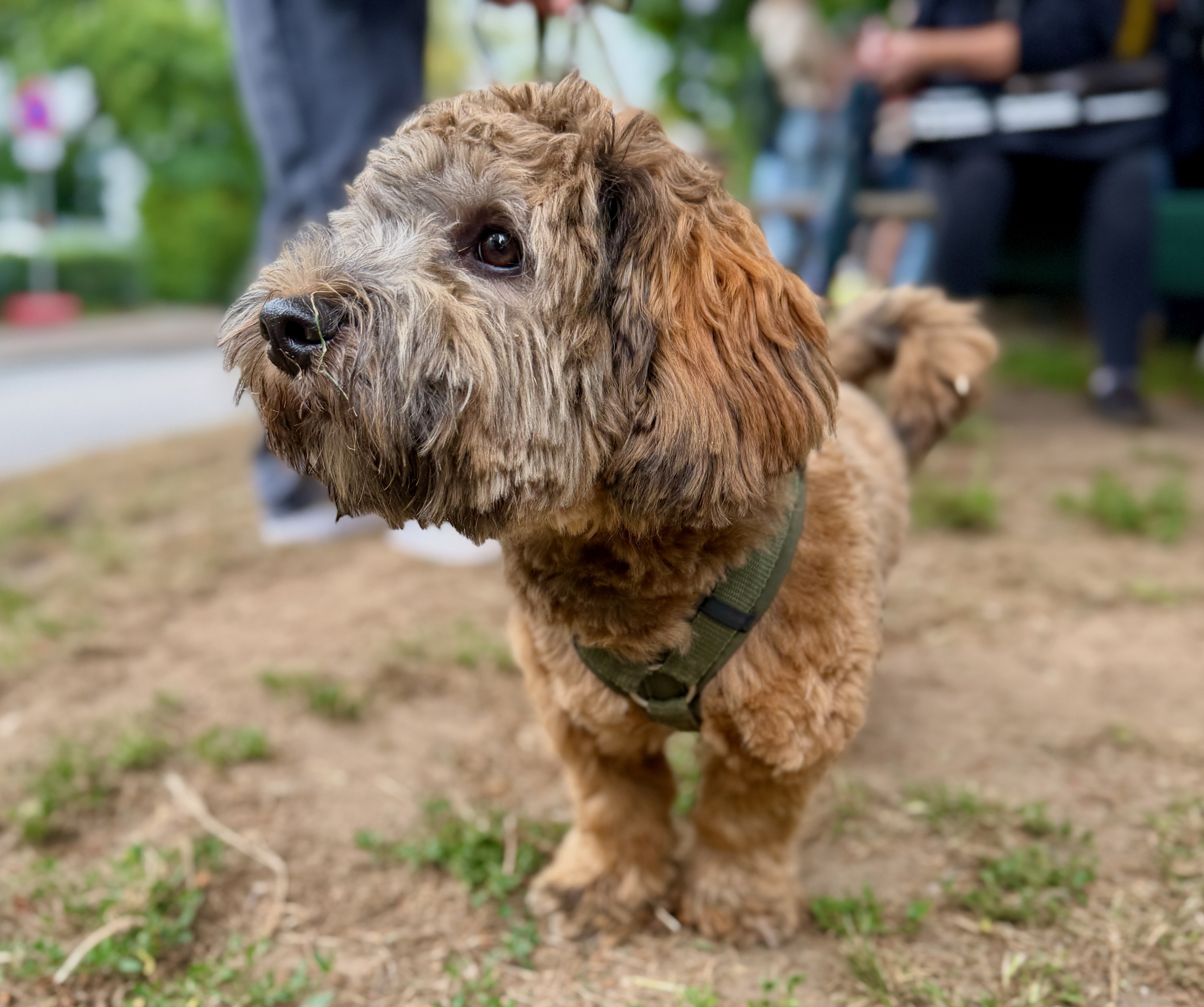 Hund mit Geschirr unterwegs als Symbol für Urlaub mit Hund und hundefreundliche Reiseplanung