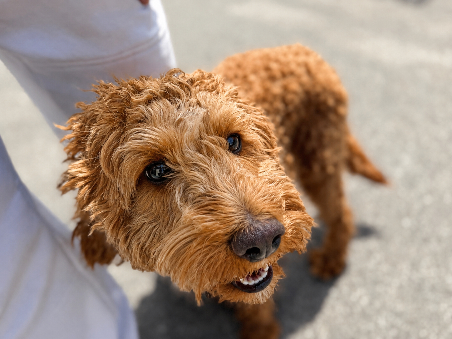 Hund wartet entspannt als Symbol für Hundebetreuung im Urlaub und gute Reiseplanung