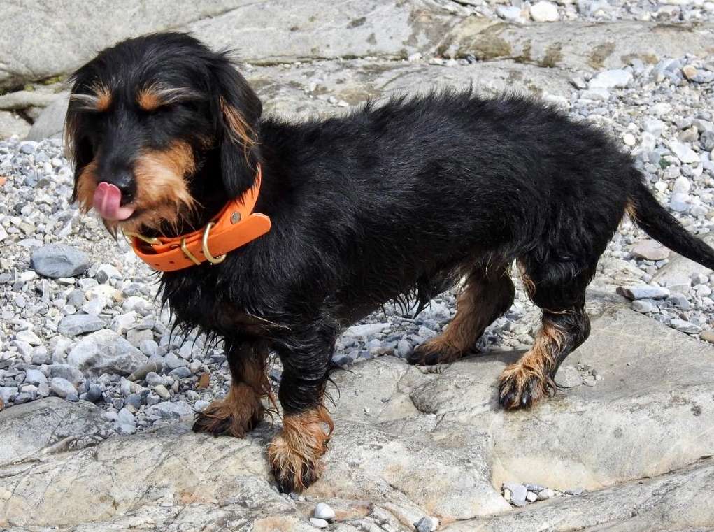 Dackel auf Steinen als Symbol für Hundebetreuung im Urlaub und hundefreundliche Reiseplanung