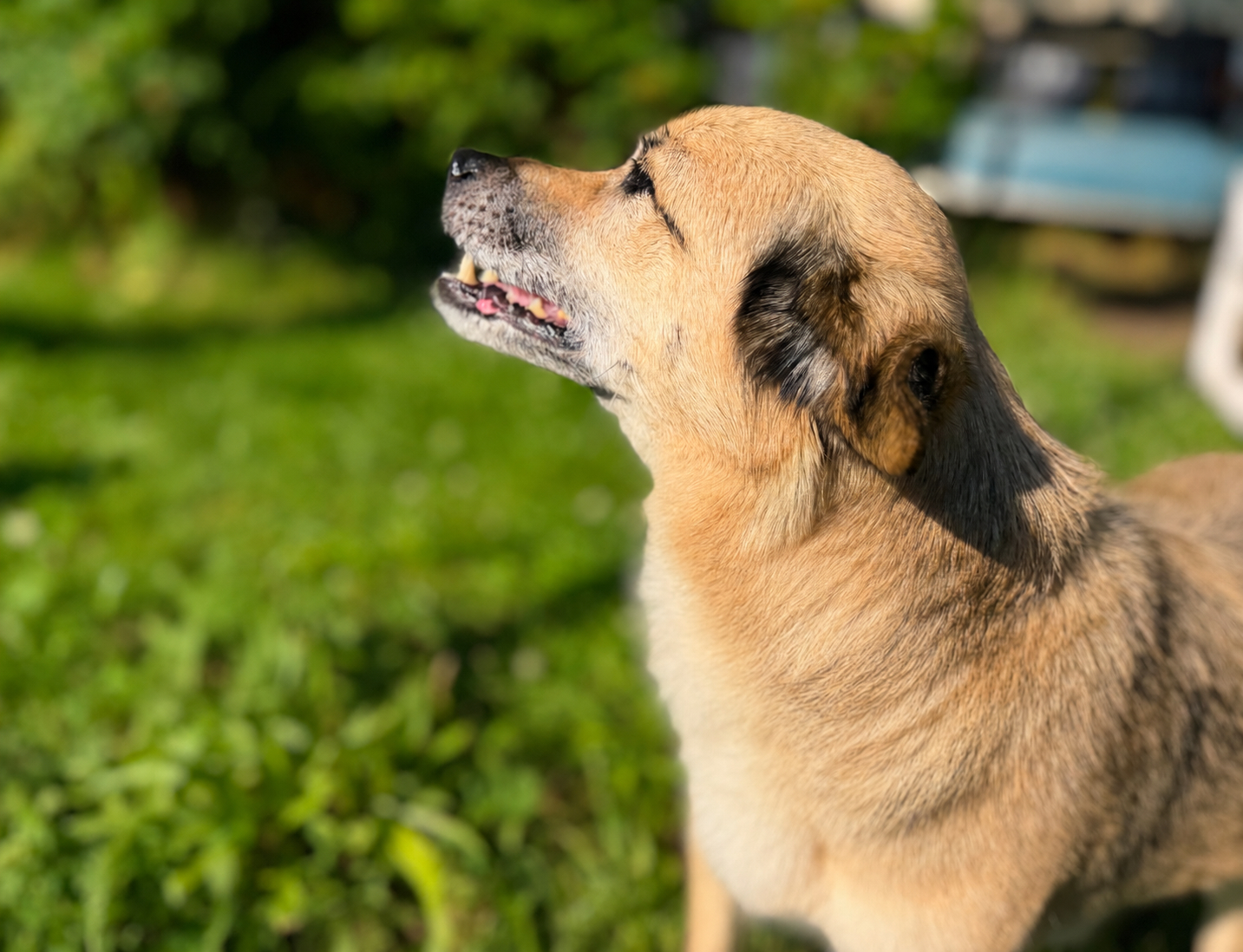 Hund entspannt im Garten als Symbol für Hundebetreuung im Urlaub und verlässliche Betreuung