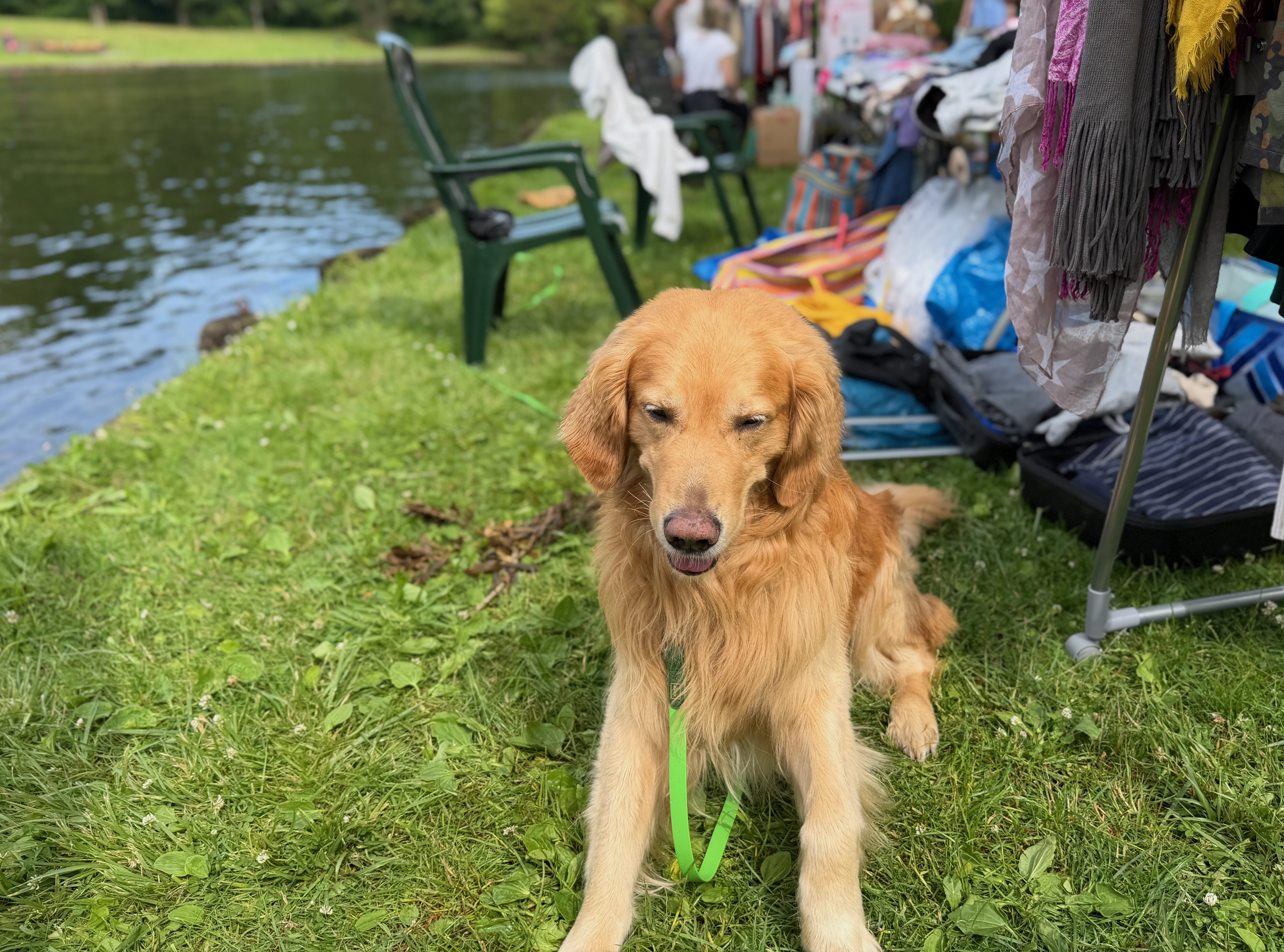 Golden Retriever am See als Symbol für tierärztlich begleitete Reisevorbereitung und Reisen mit Hund