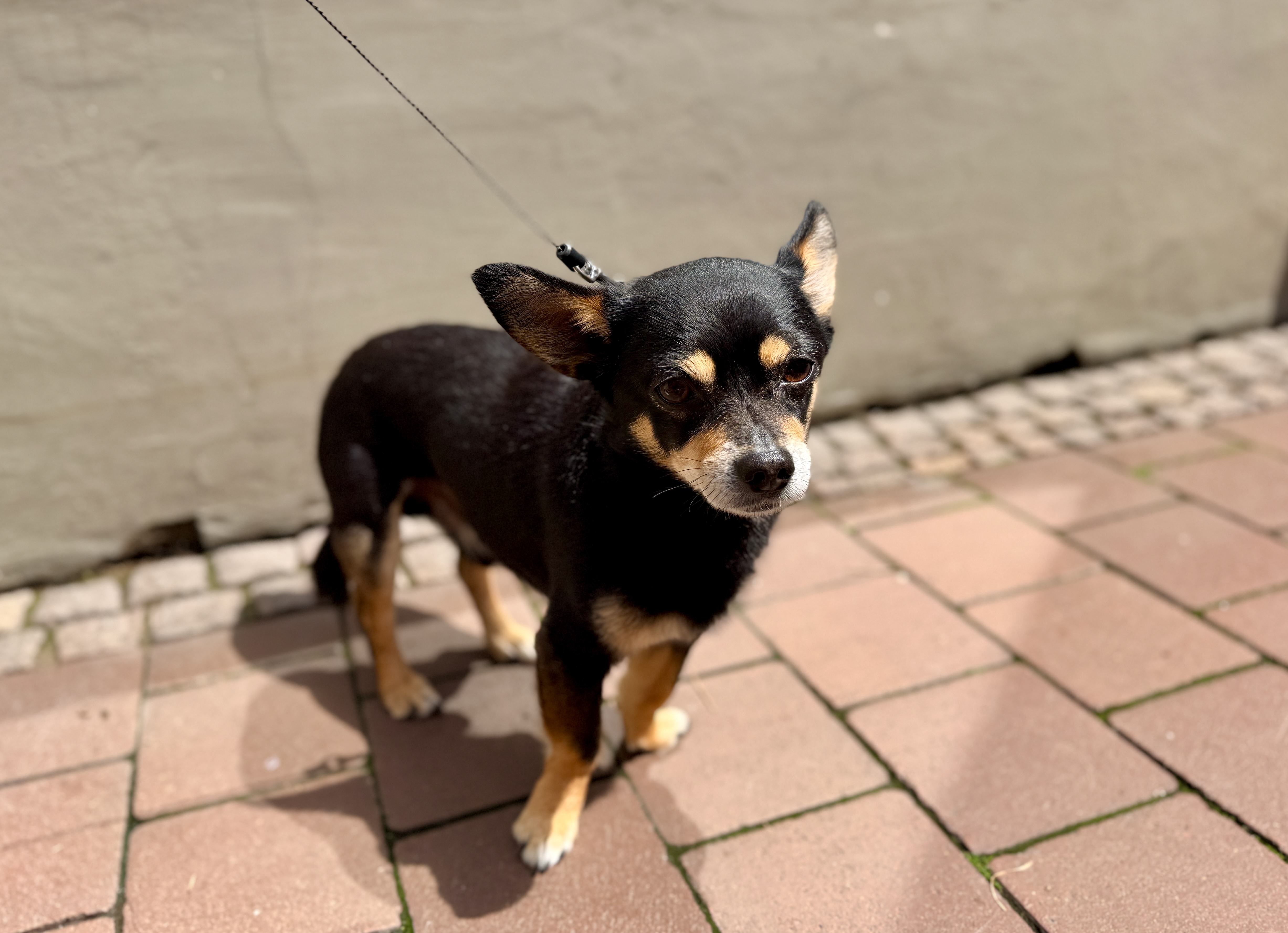 Reiseapotheke für Hunde mit Medikamenten, Dokumenten und Hilfsmitteln zur Vorbereitung auf Reisen