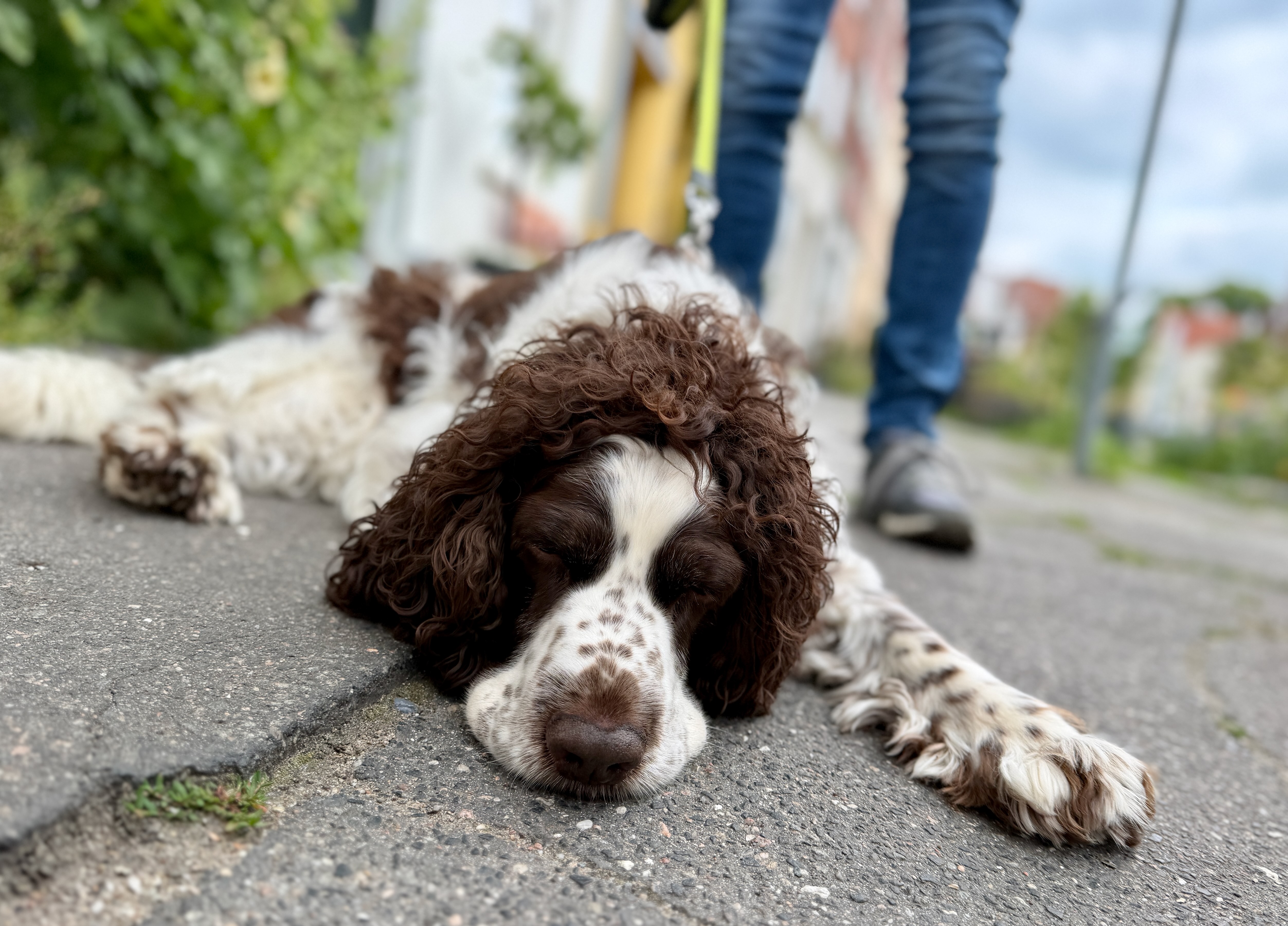Hund ruht während eines Spaziergangs als Symbol für Reiseapotheke und gesundheitliche Vorbereitung unterwegs