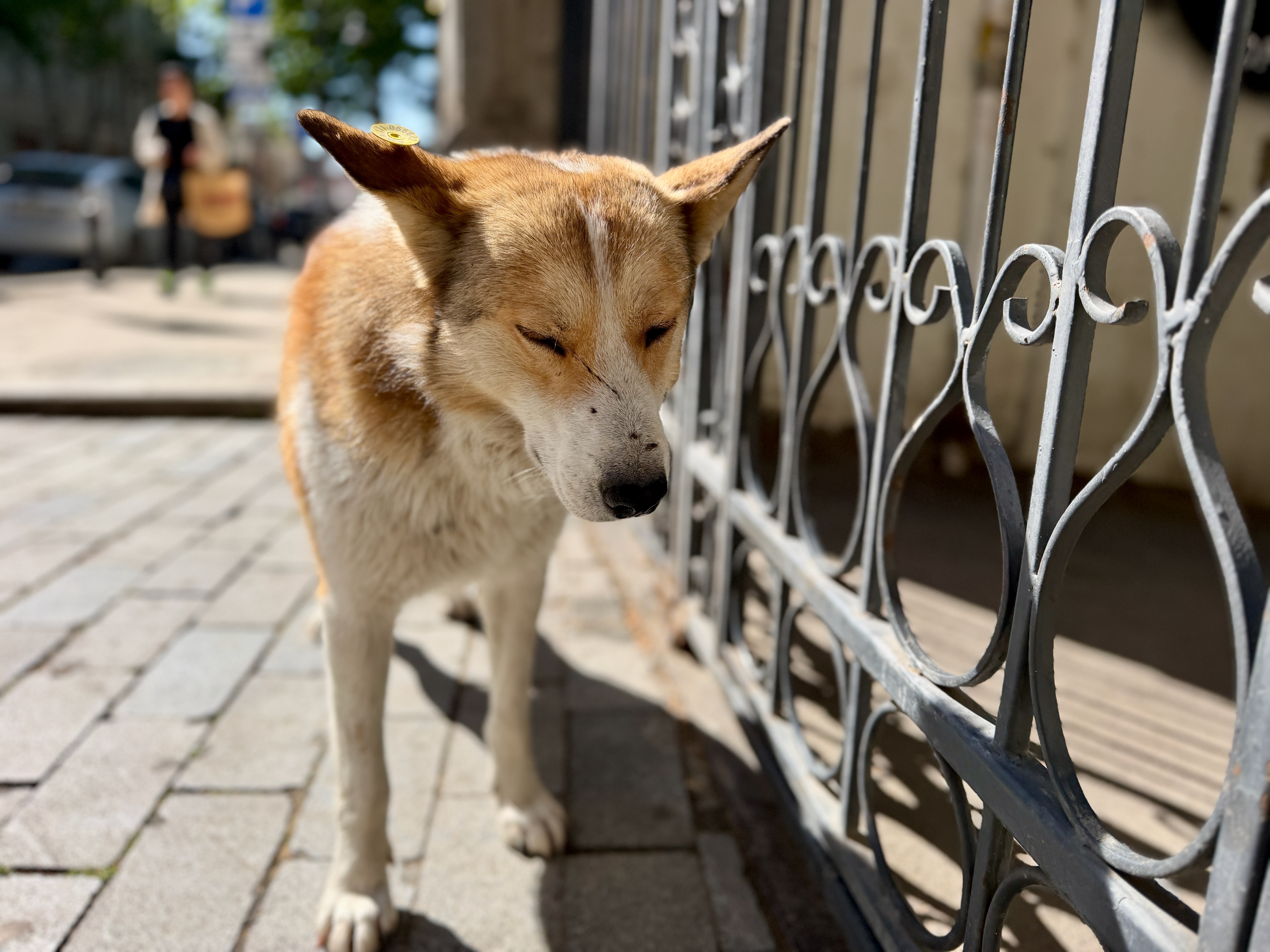 Hund beim Tierarzt als Symbol für ein Partnerprogramm für Tierärzte und gut vorbereitete Reisen mit Hund