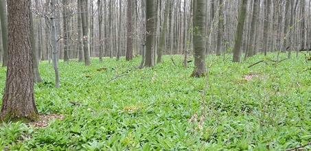 Bärlauch im Holzberg