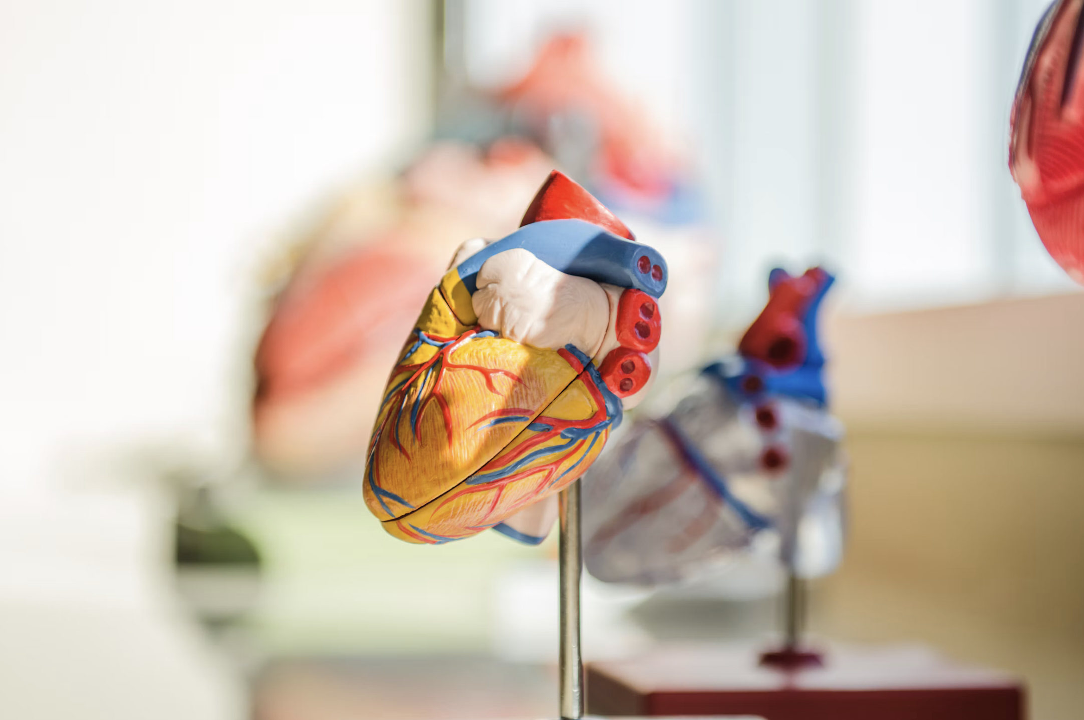Fachärztin für Kardiologie sucht Praxis im Münsterland